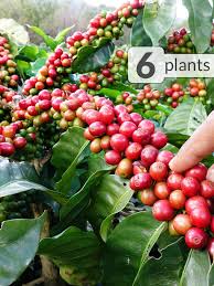 Image result for Coffea