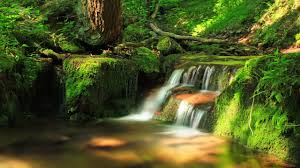 Here are only the best windows nature wallpapers. Nature Forest Waterfall 2020 High Quality Desktop Preview 10wallpaper Com