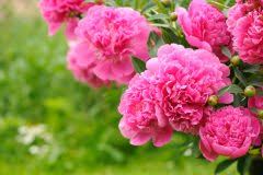 Schneiden sie einfach die alten triebe und blüten auf einer höhe von 5 bis 10 zentimetern, also unmittelbar über dem boden, ab. Pfingstrosen Nach Der Blute Welche Pflegearbeiten Stehen An