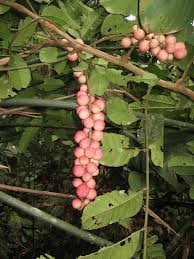 Image result for Aphanamixis