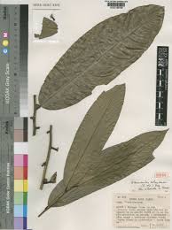 Image result for Uvariodendron