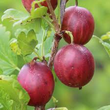 We did not find results for: Ribes Uva Crispa Giggles Red T17 Rote Stachelbeere Blumen Schwarz