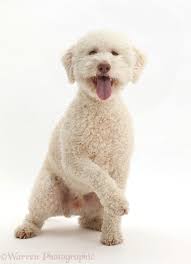 Also known as the truffle dog, they make for wonderful and. Lagotto Romagnolo Dog Sitting Photo Wp43799