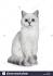 British Shorthair Seal point Male kittens | Swindon ...