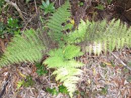 Image result for Athyrium lewalleanum
