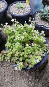 Image result for Crassula expansa