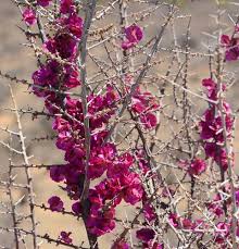 Image result for Phaeoptilum spinosum