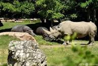 世界最高齢のシロサイ死ぬ、54歳 イタリア 写真7枚 国際ニュース ...