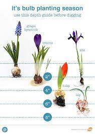 Our Family Of Brands Planting Bulbs Spring Bulbs Garden Bulbs Garden Design