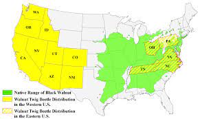 Thousand Cankers Disease Overview