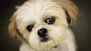 Although their long, luscious locks require regular grooming to keep them looking their best, you can take pride in the beauty and silkiness of their coats. 10 Popular Small Long Haired Dog Breeds Tail And Fur