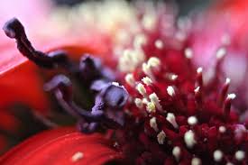 Women's stockings and the heart valentine's greeting card. Wallpaper Red White Flower Macro Nature Yellow Closeup Canon Eos Purple Bokeh Micro Redflower 2304x1536 1030680 Hd Wallpapers Wallhere