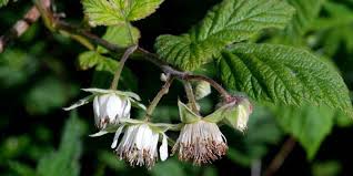Image result for Rubus iringanus