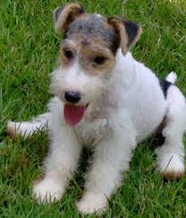 Pin On Puppies We Like