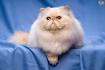 Persian Cat Breed Information, Pictures, Characteristics ...