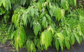 Image result for Grewia arborea
