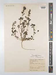 Image result for Amaranthus blitum