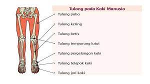 Pasangkan Gambar Dengan Keterangan Nama Tulang Lengan Dan Kaki Manusia Menggunakan Garis Tribun Sumsel