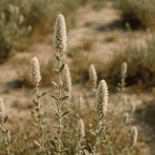 Image result for Aerva