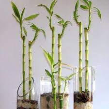 Maybe you would like to learn more about one of these? How To Care For Lucky Bamboo House Plants 8 Steps
