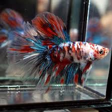 I decided that i would want to breed this betta and got around to look for a mate for him, a red galaxy koi halfmoon betta and can be seen in the. Live Betta Fish Fancy Multi Color Koi Galaxy Halfmoon Hm Male 247 Betta Fish Ideas Of Betta Fish Bettafish Liv Betta Aquarium Betta Betta Fish Tank