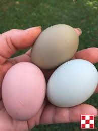 Benefits Of Farm Fresh Eggs Easter Egger Chicken Easter Egger Chicken Eggs Easter Eggers