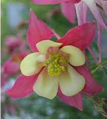 Graceful Gardens Deer Repellent Plants Deer Proof Plants Deer Repellant Deer Resistant Garden