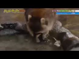 Do raccoons forage during day? Raccoon Lost His Cotton Candy Youtube