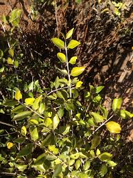 Image result for Afrocanthium mundianum