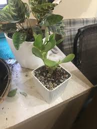 Image result for Crassula lanceolata