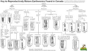 Identifying Earthworms Wormwatch