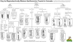 identifying earthworms wormwatch