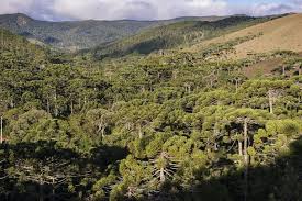 Image result for Arauk rie Araucaria