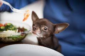 Is Shrimp Bad For Dogs Risks Benefits Advice