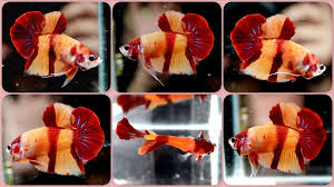 Live Betta Fish Rare Aa Grade Absoluteperfect Nemo Koi Hmpk Halfmoon Plakat Male Betta Betta Fish Tropical Freshwater Fish