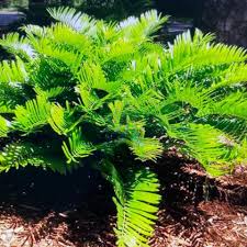 Image result for Cyphostemma paucidentatum