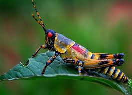 Grasshoppers is kapruka.com's unique delivery fulfillment arm with the promise of. Ù…Ø¹Ù„ÙˆÙ…Ø§Øª Ø¹Ù† Ø§Ù„Ø¬Ù†Ø¯Ø¨ ØªØ¹Ø±Ù Ø¹Ù„Ù‰ Ø§Ù„Ø¬Ù†Ø¯Ø¨ Ø§Ù„Ø§Ø³ÙˆØ¯ Ùˆ Ø§Ù„Ø§Ù…Ø±ÙŠÙƒÙŠ Ø¯ÙˆØ±Ø© Ø­ÙŠØ§Ø© Ø¬Ù†Ø¯Ø¨