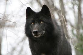 Zephyr New York Wolf Conservation Center Inhabitat Green Design Innovation Architecture Green Building