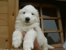 Pour que votre chiot devienne un chien bien dans sa peau. Photo De Chien De Montagne Des Pyrenees Bebe N 353737 Sur Photos Animaux Com