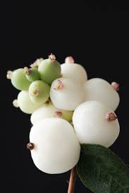 Check spelling or type a new query. Symphoricarpos Alb Magical White Dream Kolmawhidre Kolster Bv Magical Plants Flowers