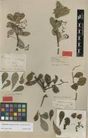 Image result for Putterlickia verrucosa