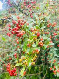 Image result for Pyracantha cf. crenulata