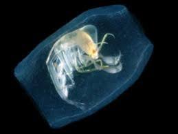This brings in a durable mechanism to circulate potential toxic materials into guts of marine fish for many years. Census Of Marine Life Released Nature