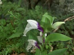 Image result for Brachycorythis