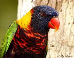 A Close Up Of A Rosenbergs Lorikeet Before Its Release Back To The Wild On Biak Island Geelvink Bay Birds Bird Watching Bird