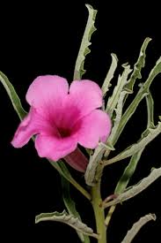 Image result for Pterodiscus angustifolius