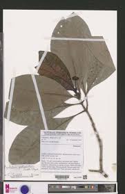 Image result for Psychotria hypsophila