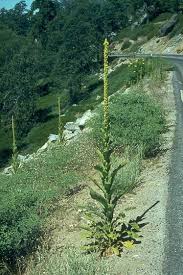In the course of my research, i realized there are two very similar plants. Verbascum Thapsus