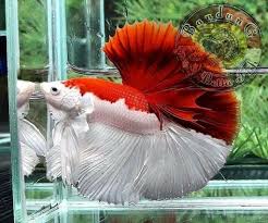 Betta fish tank is easy to clean; 500 Beautiful Beta Fish Ideas In 2021 Beta Fish Fish Betta
