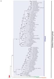 Image result for Cirsium  buchwaldii